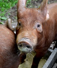 Red Wattle Hog. Original public domain image from Flickr