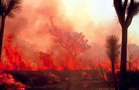 Wildfire at Joshua Tree National Park, southern California