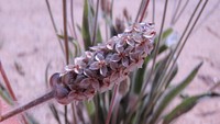 Desert indianwheat (Plantago Ovata)