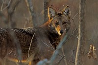 Wild coyote, animal portrait. 