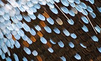 Papilio glaucus. Test image of eastern tiger swallowtail hind wing, at high magnification, from the UT imaging system. Original public domain image from Flickr