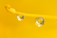 Water droplets on bladderpod (Peritoma arborea) blooming in Wilson Canyon, January 2015