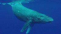 Humpback whale underwater, Marine mammal. Original public domain image from Flickr