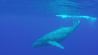 Whale Research in Rarotonga, August 31, 2015.Original public domain image from Flickr