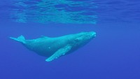 Humpback whale underwater, Marine mammal. Original public domain image from Flickr