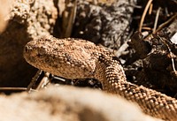 Speckled Rattlesnake