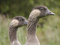 Two Nēnē Hawaiian geese