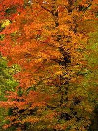 Autumn tree nature photo