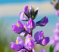 Arizona Lupine flower 