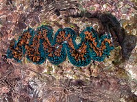 Giant Clams at Howland Island NWR