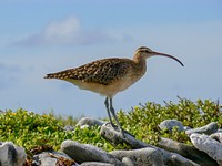 Bristle Thighed Curlew bird at Howland Island NWR