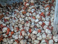 Hermit crabs at Baker Island