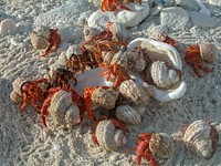 Hermit Crabs on Howland Island NWR