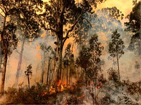 Forest fire. Original public domain image from Flickr