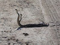 Rattlesnakes Mating