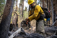 Caldor Fire. Nevada Task Force 5 works the northeast side of Division AA on the Calfor Fire in California. Photo by Joe Bradshaw, BLM. Original public domain image from Flickr