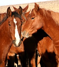 Two Horses, farm animal portrait. Original public domain image from Flickr