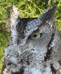 Screech Owl Close-up