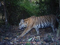 Raja Hutan, kekayaan keanekaragaman hayati IndonesiaSeekor harimau melewati camera trap yang dipasang oleh TFCA. Harimau merupakan kekayaan keanekaragaman hayati Indonesia yang semakin jarang ditemukan.
