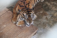 Bengal tiger in cage.