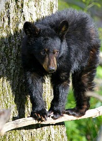 Bear Cub Balanced on Branch. Original public domain image from Flickr