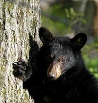 Bear cub hugging tree.