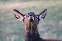 Elk face close up.