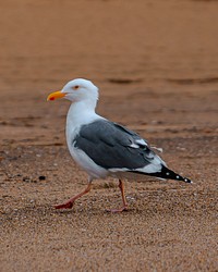 Seagull walking on the beach.