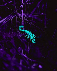 Bark scorpion, glow in the dark