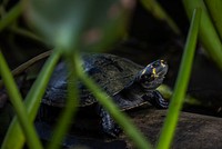 Yellow-spotted river turtle, Amazon wildlife. Original public domain image from Flickr