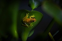 Polka-dot tree frog, Amazon wildlife. Original public domain image from Flickr