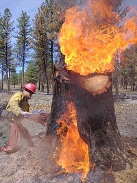 S-503 Fire. Faller on S-503 Fire relieves heat from a stump during mop-up operations. Photo by Warm Springs Agency, BIA. Original public domain image from Flickr