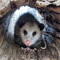 Rat from Woodlands Nature Station.