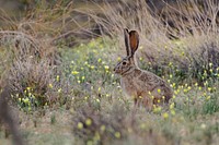 Black-tailed Jackrabbit. Original public domain image from Flickr