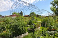 Community garden plot, vegetable patch.