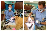 22-0008-134 Military working dogLT George Bennitt performed a root canal on a military dog at the NBVC Veterinary Treatment Facility on 21JUN22. Naval Hospital Camp Pendleton. (Photo courtesy of LCDR Oanh Hutson, 21 June 22)Published in Weekly Dental Update, July 29, 2022. 