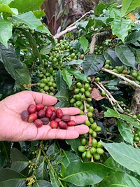 Fresh coffee bean plant.