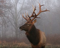 Majestic elk standing in the fog posing for the camera.