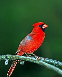 Northern Cardinal bird.