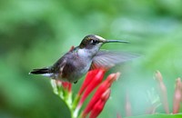 Ruby throated hummingbird, female, bird.