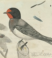 Barn swallow, 1830, by Ferdinand von Wright