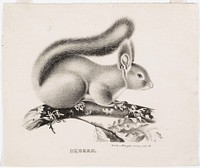 Squirrel, 1829, Wilhelm von Wright