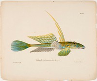 Dragonet, male, 1836 - 1857, Wilhelm von Wright