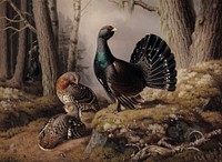 Capercaillies courting, 1862, by Ferdinand von Wright