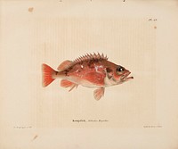 Norway redfish, 1836 - 1857, Wilhelm von Wright