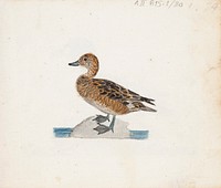 Haapana, naaras, 1830part of a sketchbook, by Ferdinand von Wright