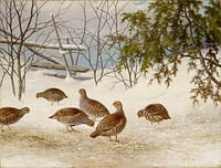 Partridges in snow, 1895, by Ferdinand von Wright