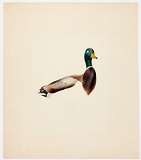 Mallard ; unfinished, 1835 - 1839, Magnus von Wright