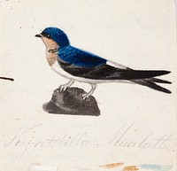 Northern house martin, 1830 - 1835, by Ferdinand von Wright