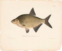 Male bream, 1836 - 1857, Wilhelm von Wright